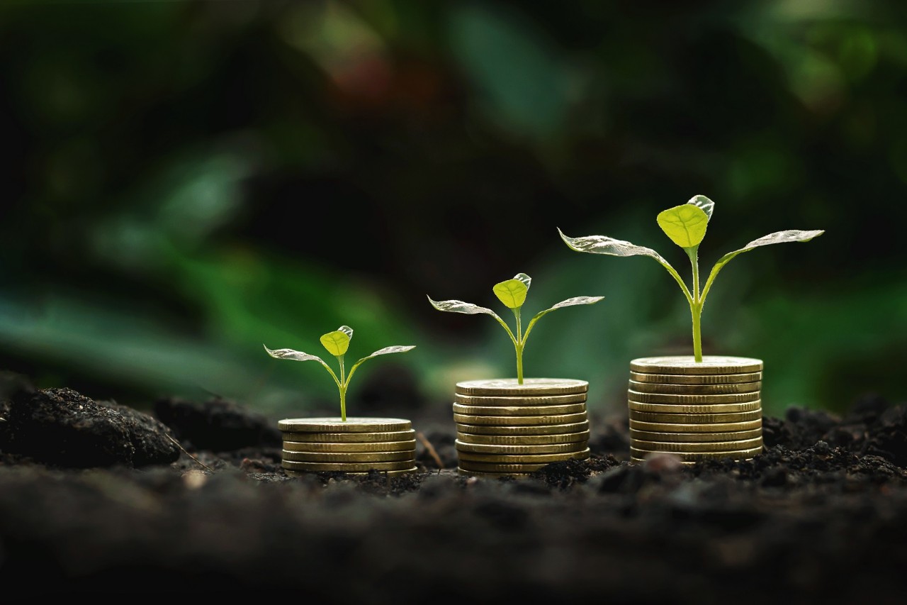 stack of coins increase in savings concept of money growing with plants